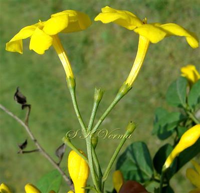  Inflorescence-Dichasial cyme